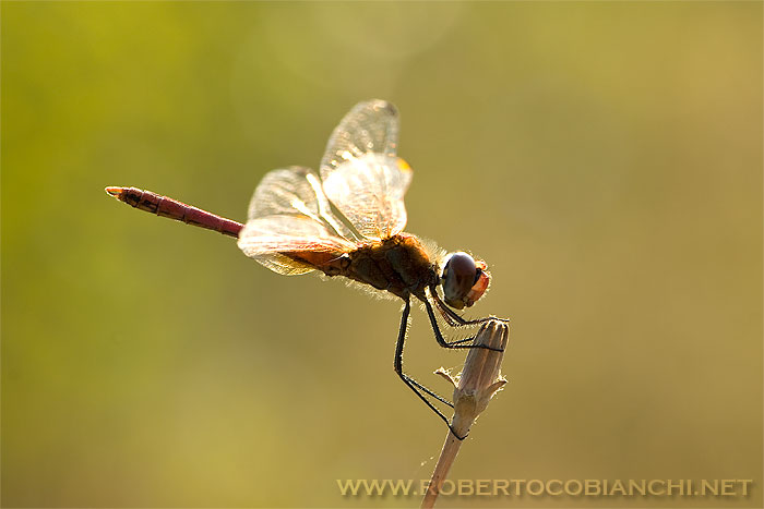 da determinare ... - Sympetrum fonscolombei (maschio)